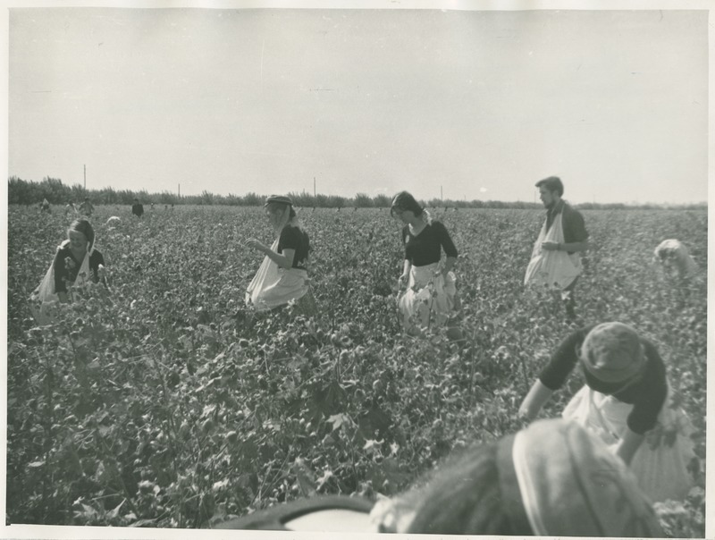 TPI rahvatantsuansambli "Kuljus" liikmed puuviljapõllul Kesk-aasias (polütehniliste instituutide üleliidulise isetegevusülevaatuse aegu), sept. 1971.a., foto: I. Vallandi