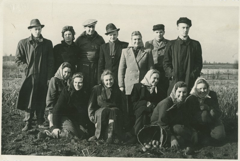 TPI keemiateaduskonna üliõpilased ja õppejõud sügisestel koristustöödel kolhoosis, grupipilt, 1952.a.