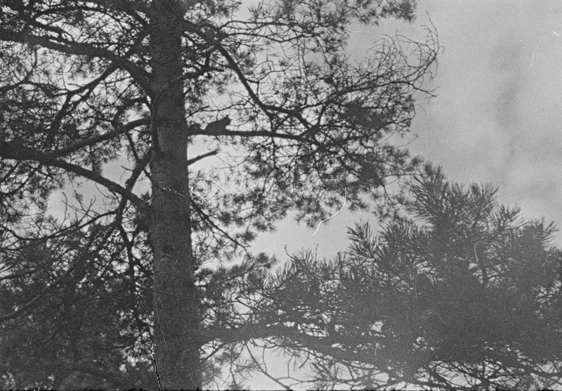 Uhkesti tõusvad männiladvad