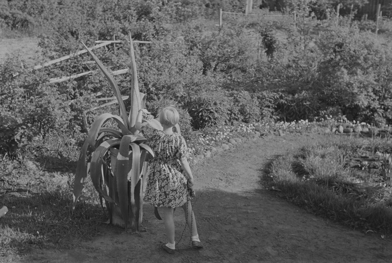Elo Kurvits aias agaavi uudistamas, juuni 1938