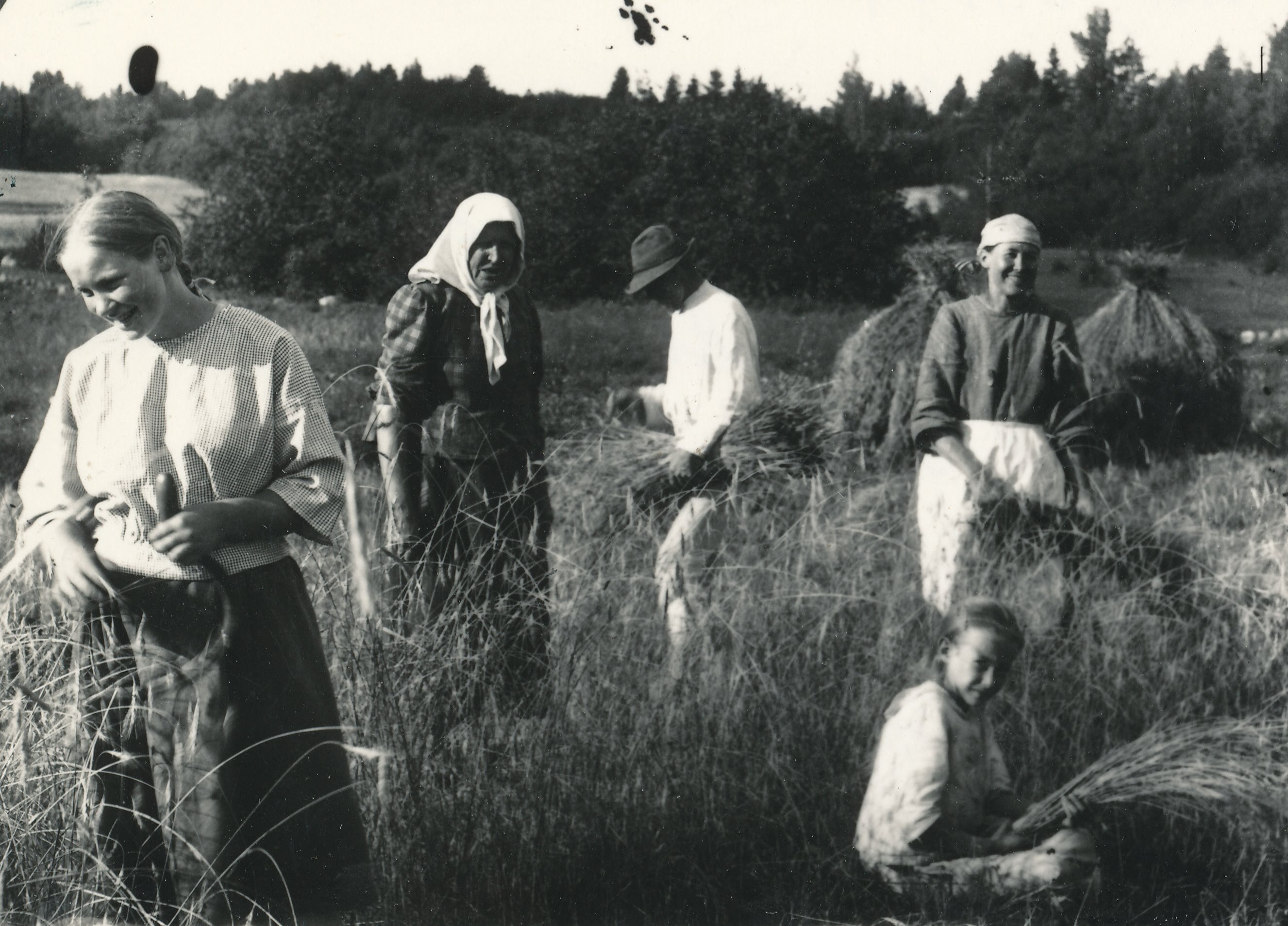 Foto. Rukkilõikus sirbiga  Haanja vallas Rebase külas Aleksa talus 1920. aastatel