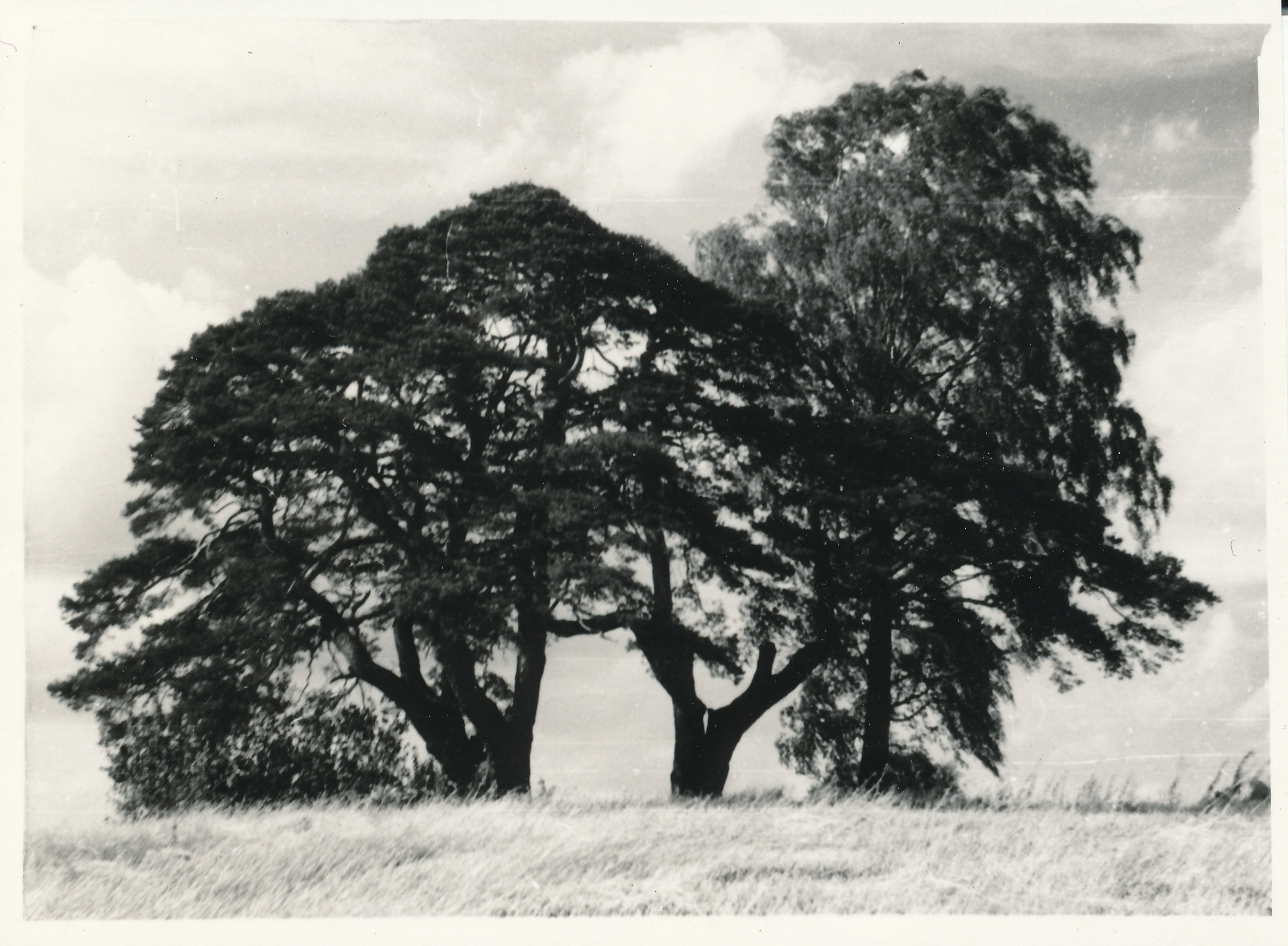 Foto. Taromäe männid Osulas Mustja küla juures.
