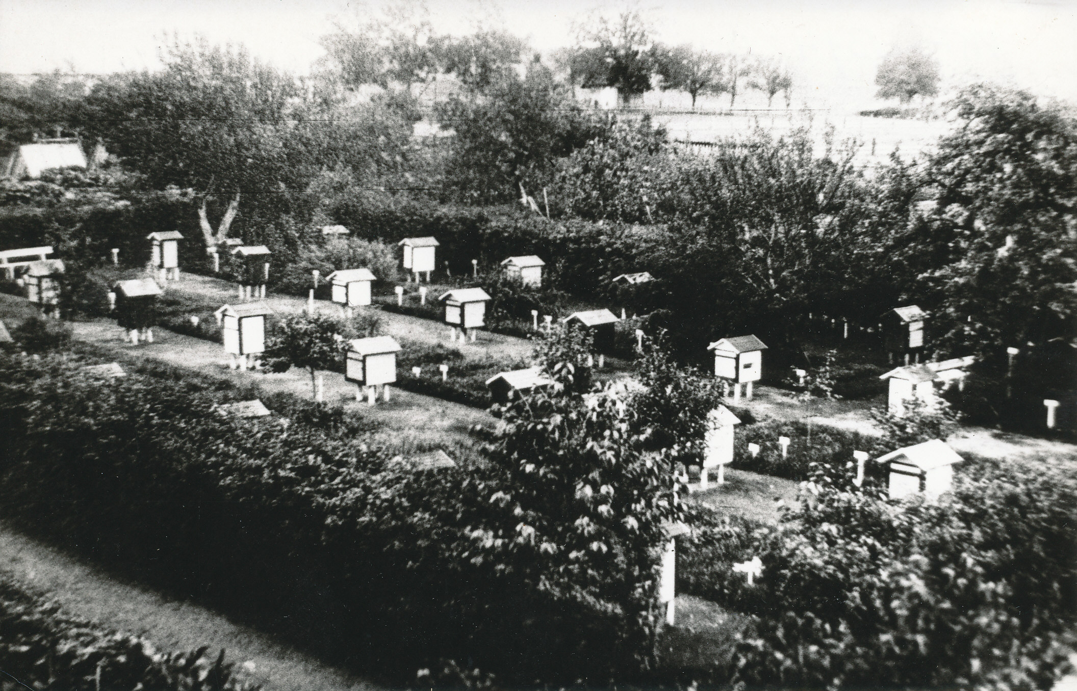 Foto.  Vana-Antsla riigimõisa mesila 1930-tel aastatel.