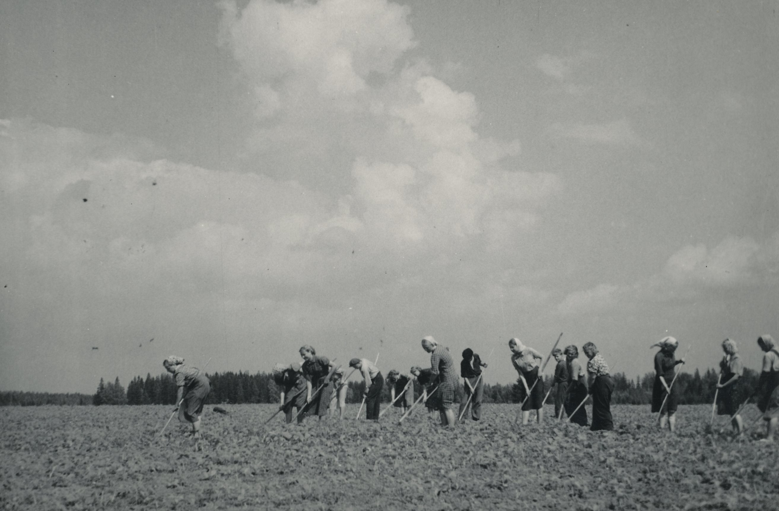 Foto. Väimela õpilased juurviljapõldu rohimas 1955.a.