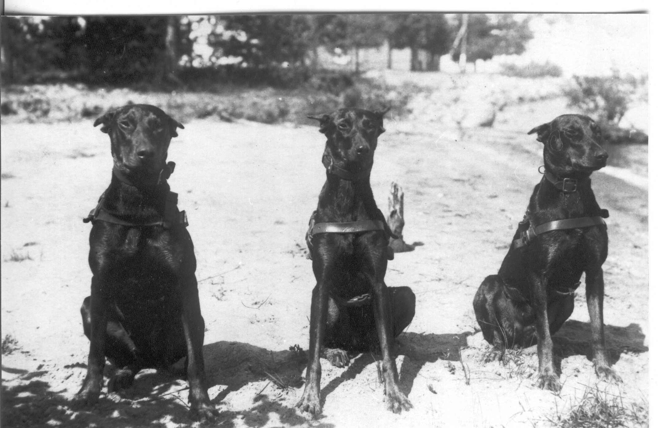 Foto.Piirivalve teenistuskoerad  Anohova kordonis Pihkva järve kaldal 8.juulil 1932.a.