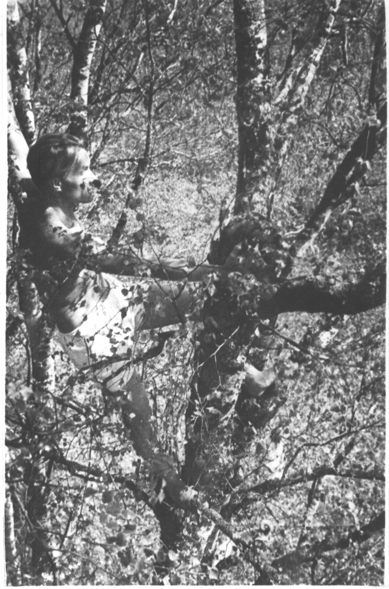 Foto.Rudolf  Kriisa puu otsas 1930-te lõpus (Loodusega ühte sulanud)