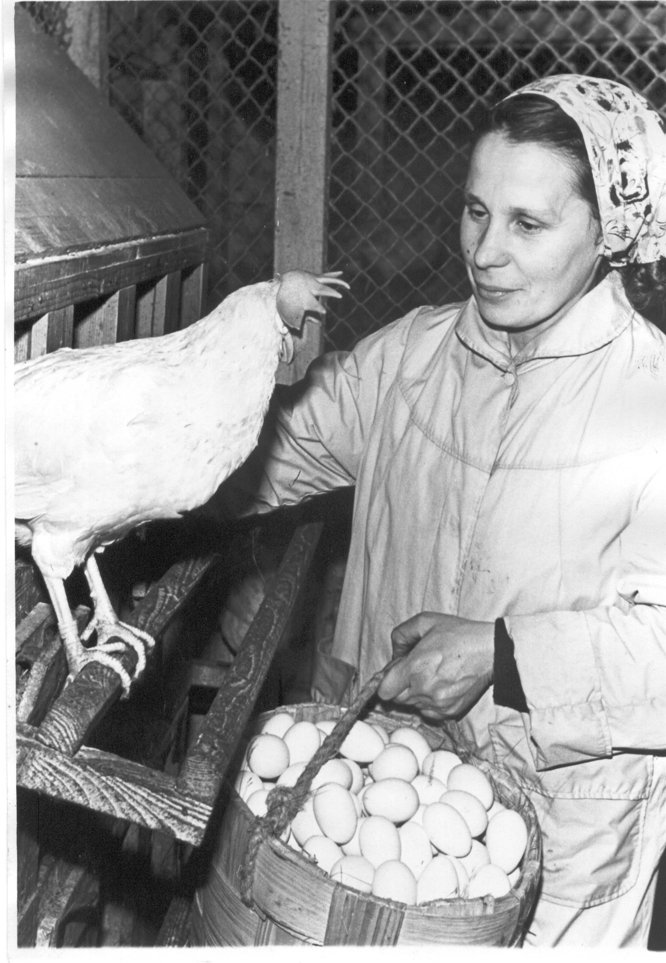 Foto. Räpina rajooni V. KIngissepa kolhoosi eesrindlik kanatalitaja L. Raudseping  kanalas mune sorteerimas 14.veebruaril 1961.a.