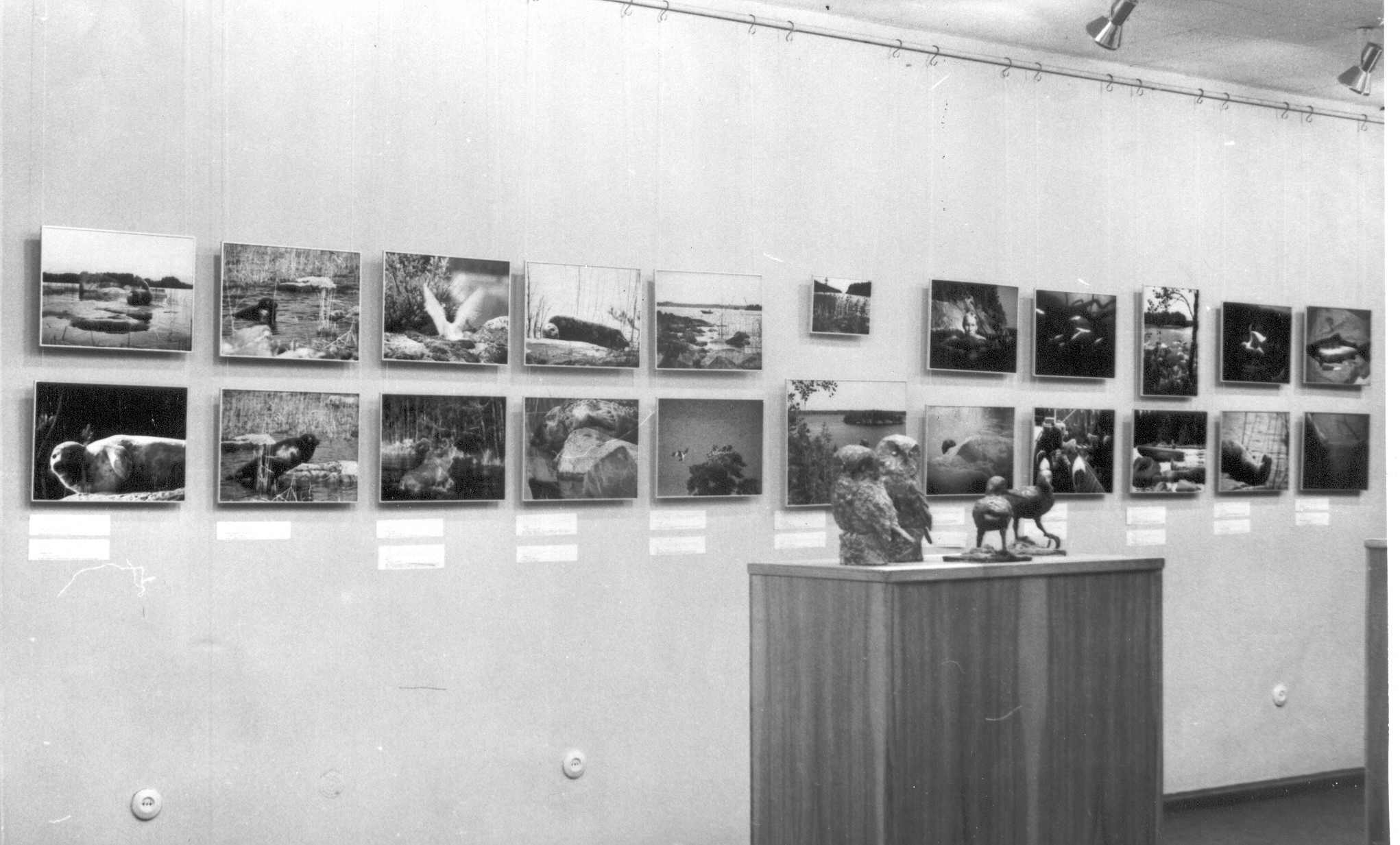 Foto. Soome loodusfoto ja linnuskulptuuride näitus Võru Koduloomuuseumis 8.maist.-19.maini 1985