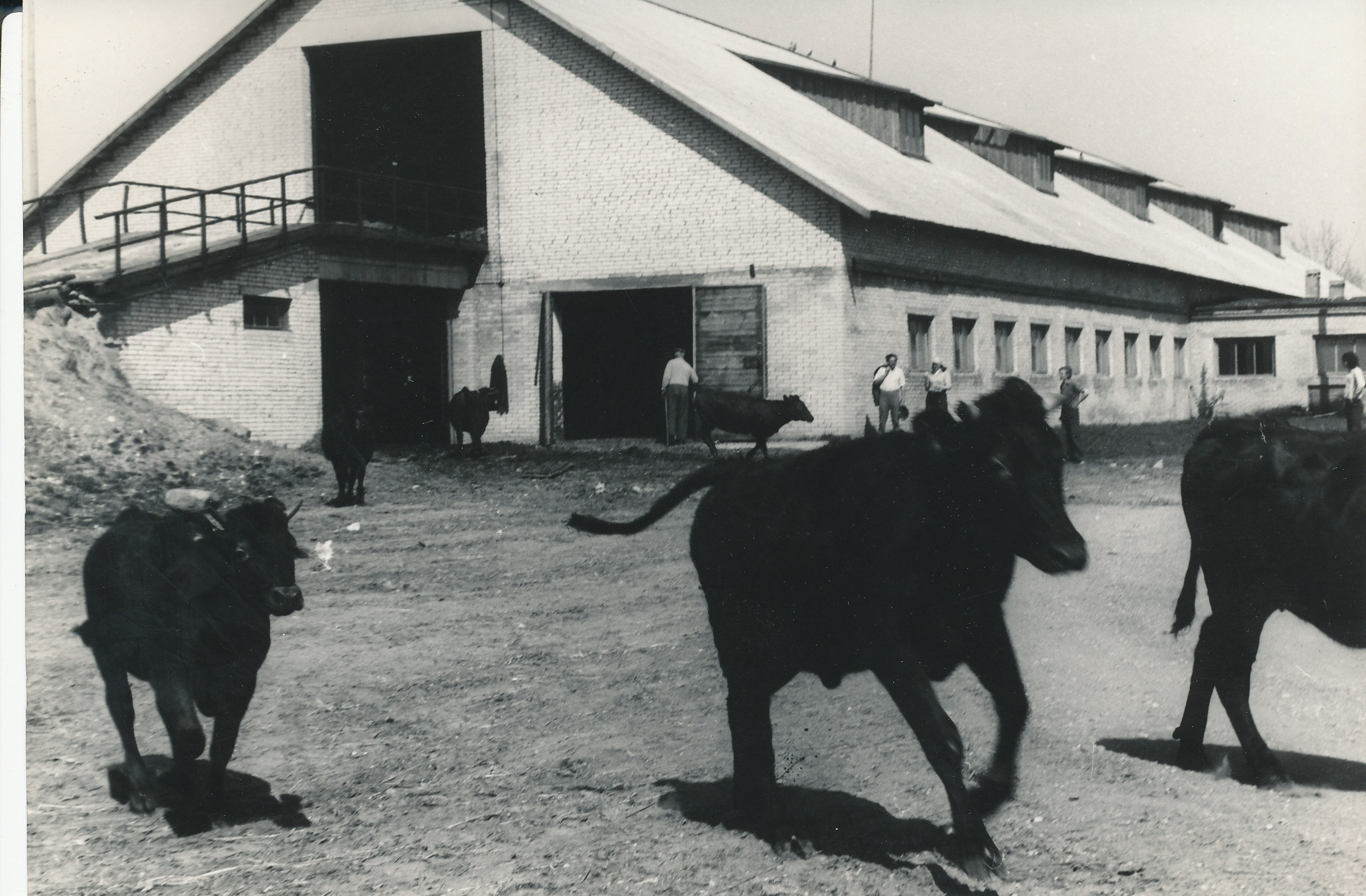 Foto. Karjalaskmine Väimela NST Navi karjalaudas mais 1976.a.