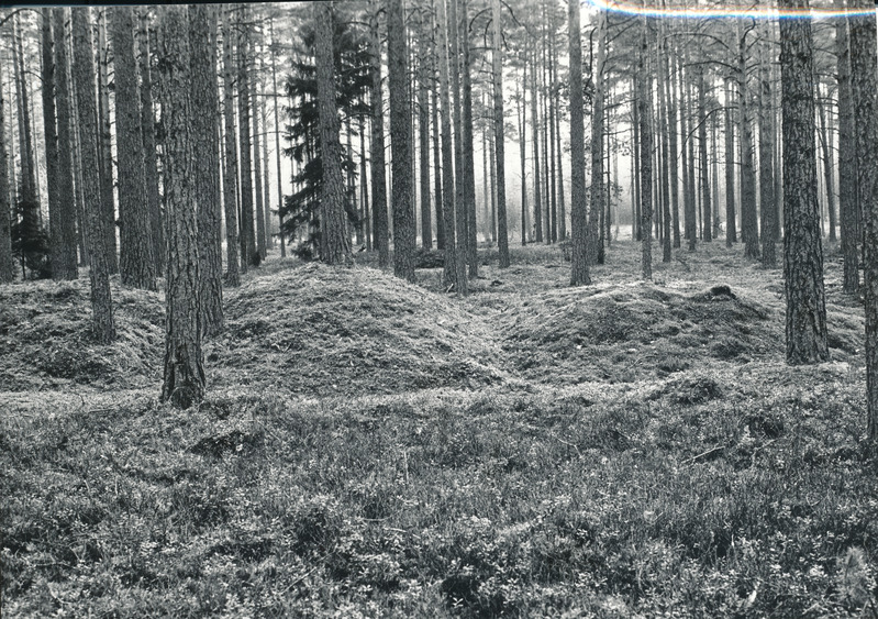 Foto. Kääpad Loosi kääbastikus