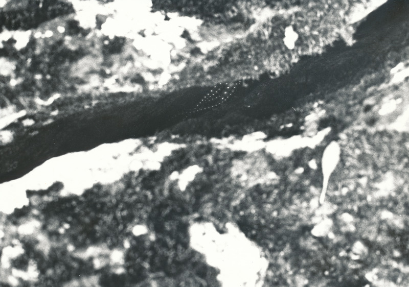 Foto. Arheoloogiamälestis - ohvrikivi Meeksis