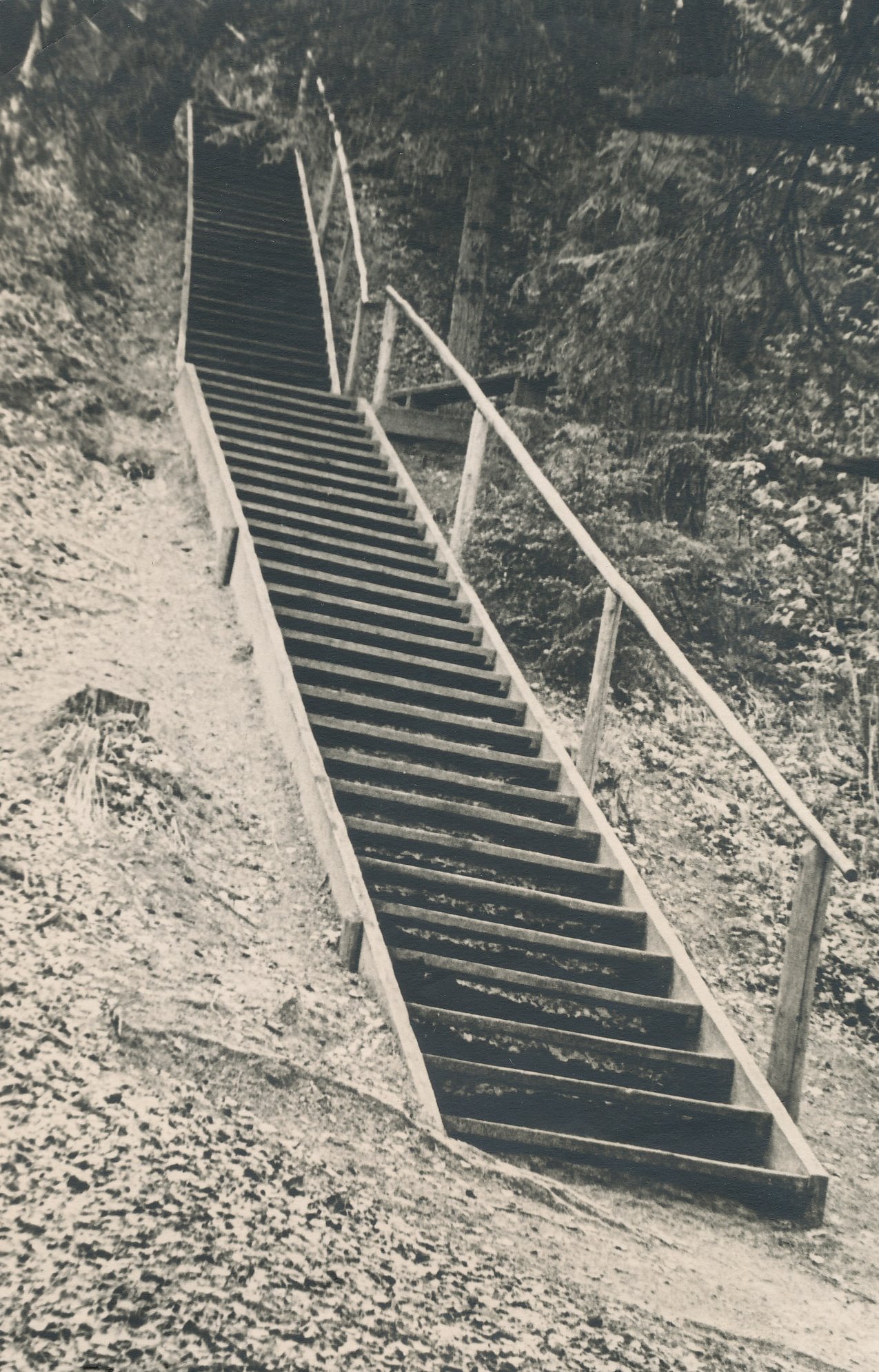 Foto.  Suur Taevaskoja paljandile viiv trepp Aha jõe paremal kaldal 1950.aastal.