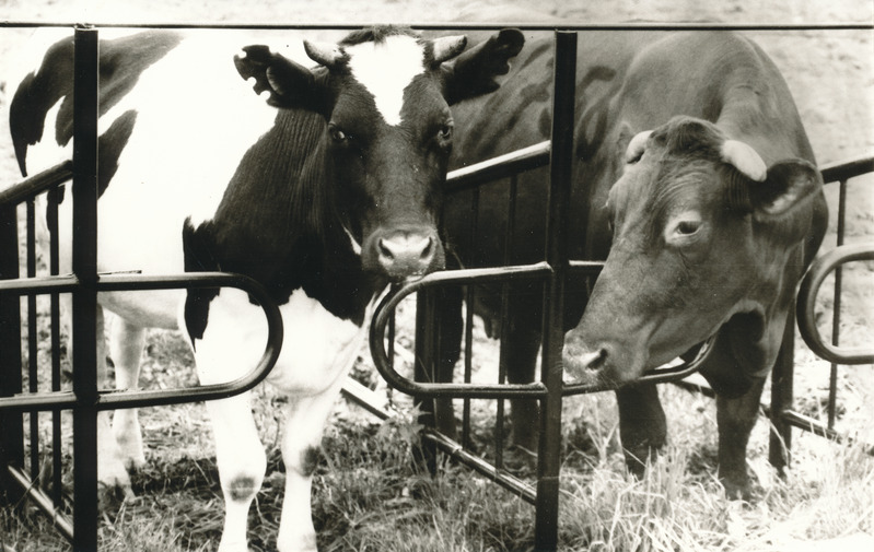 Foto.  Väimela NST lehmad.