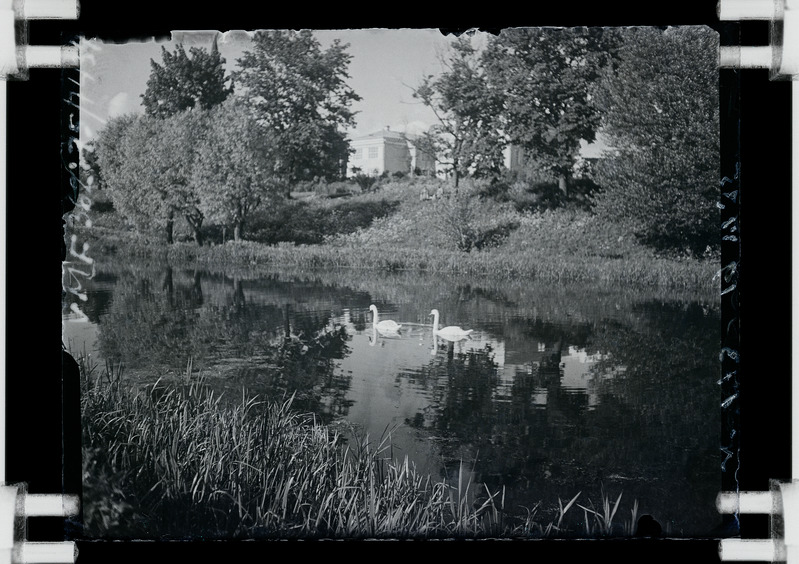 klaasnegatiiv Viljandi, Valuoja tiik, luiged, tagaplaanil Valuoja kool 1935 F T. Parri