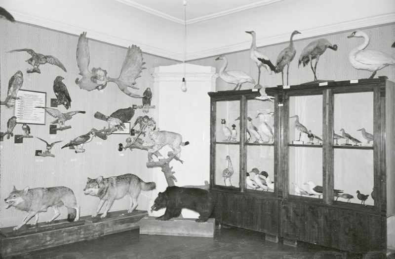 fotonegatiiv, Viljandi muuseum, loodusruum, 1958, foto L. Vellema