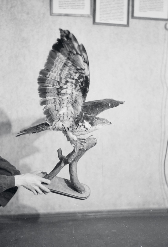 fotonegatiiv, Viljandi muuseum, hiireviu, 1958, foto L. Vellema