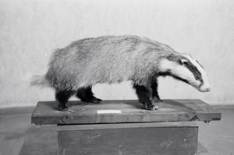 fotonegatiiv, Viljandi muuseum, mäger, 1958, foto L. Vellema