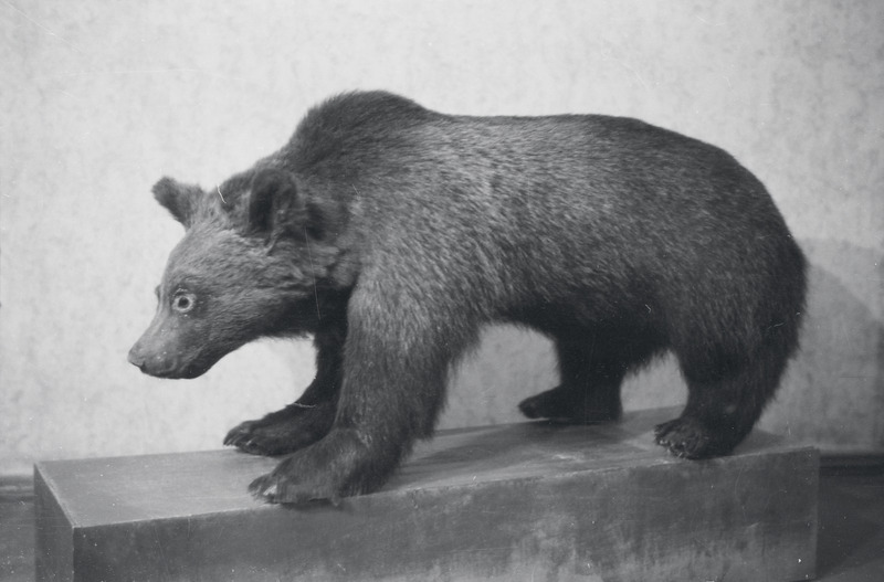fotonegatiiv, Viljandi muuseum, karupoeg, 1958, foto L. Vellema