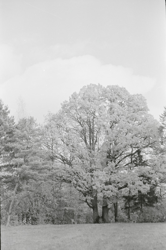 fotonegatiiv, Viljandimaa, Olustvere, tehnikumi park, 1964, foto A. Kiisla