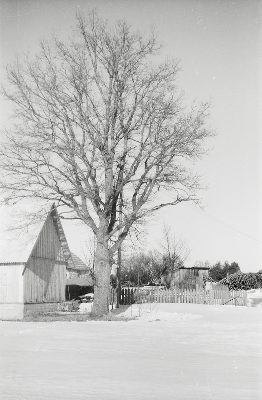negatiiv, Viljandimaa, Pahuvere küla, J.Semperi tamm 1960 F A.Kiisla