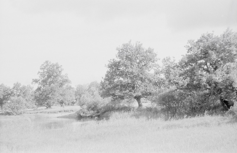 negatiiv, Viljandimaa, Halliste puisniit 1960 F A.Kiisla