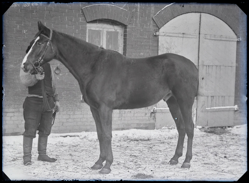 negatiiv hobune O. Seisler'i talli ees, foto J. Riet, neg 11728, 20.12.1910