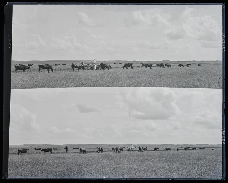 negatiiv Viljandi khk, Vana-Võidu Põllutöökool, karjamaa, lehmalüps, foto J. Riet, neg 43398, 1924 suvi
