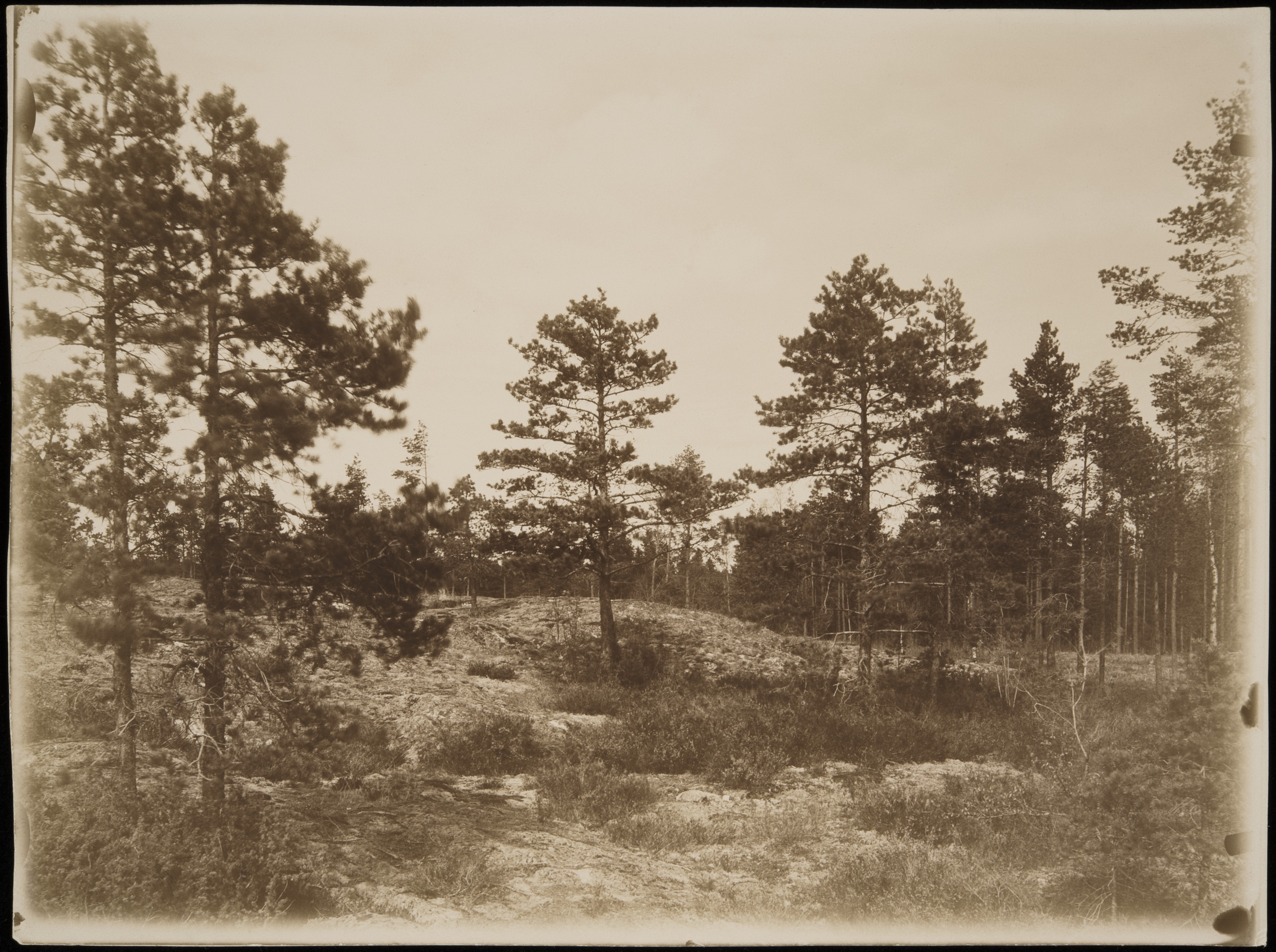 Eläintarhan puistoa.