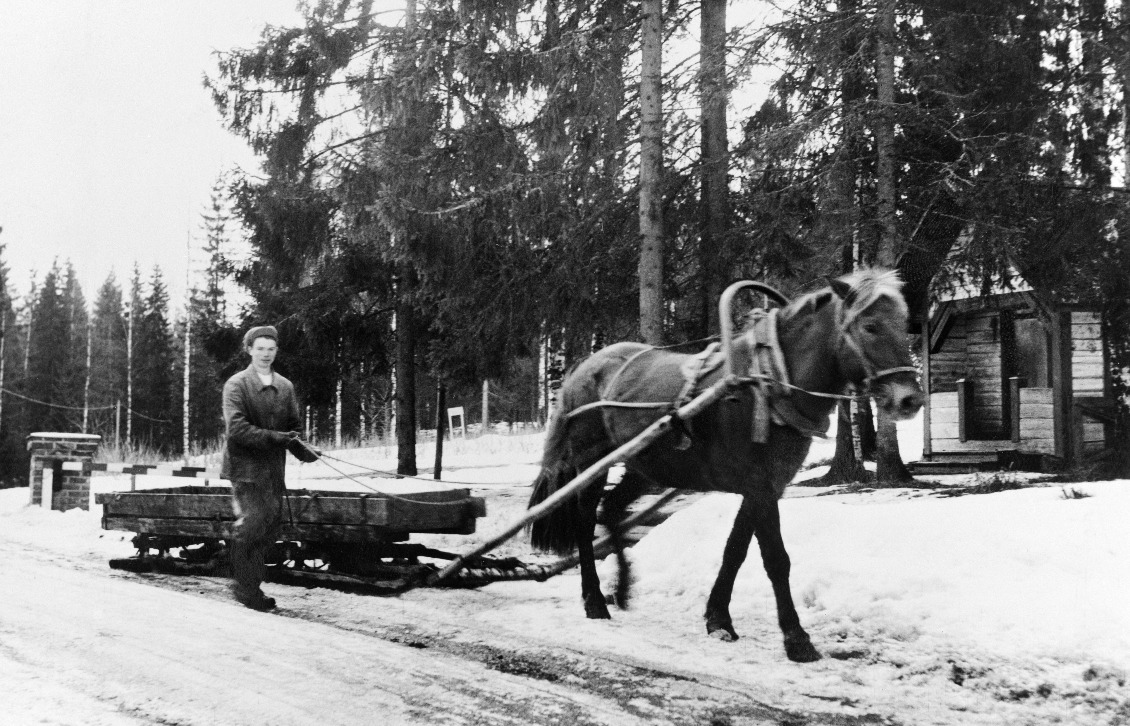 Poika taluttaa hevosta ja rekeä Rinnekodin lähimaastossa.