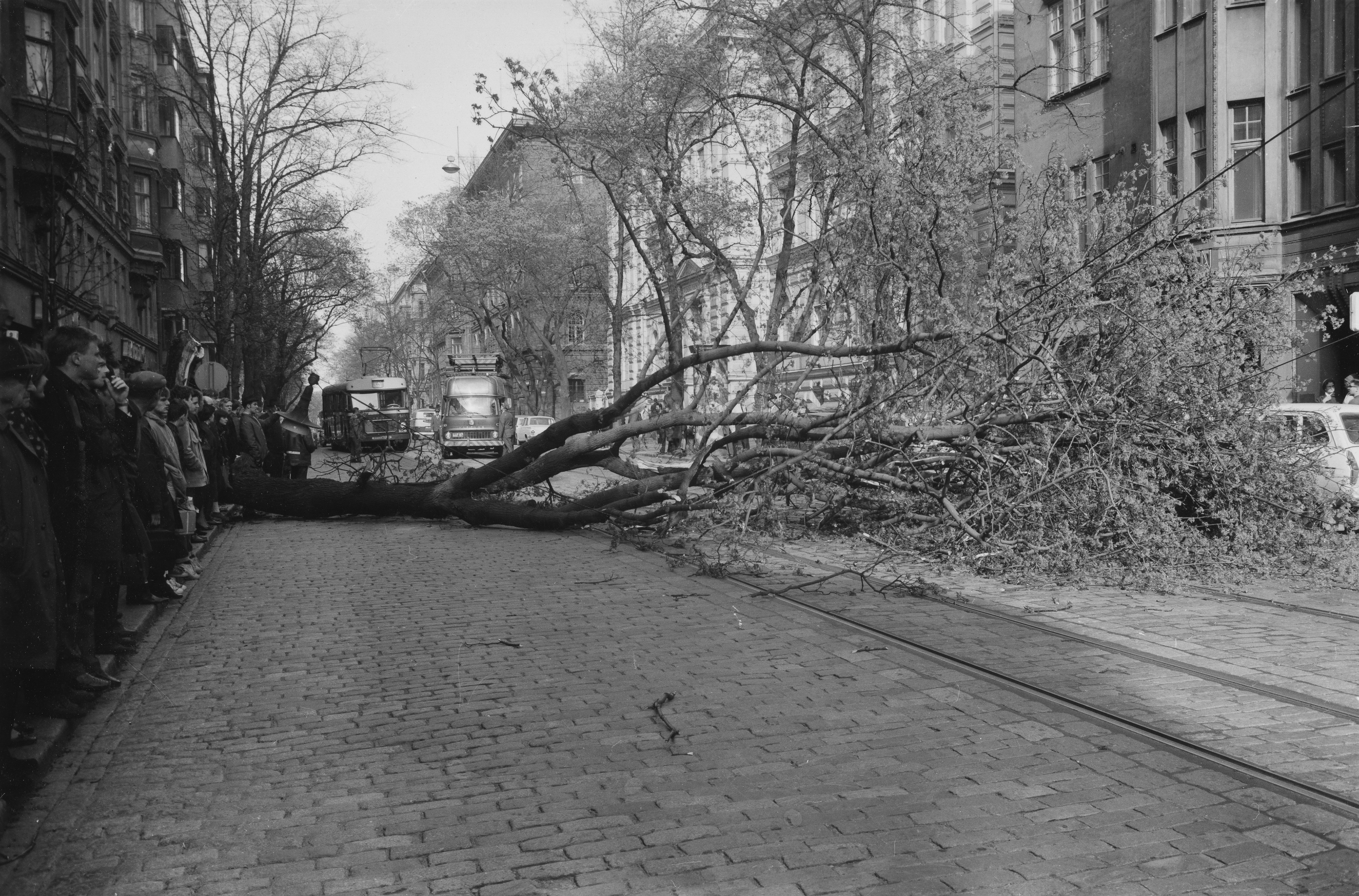 Kaatunut puu Bulevardilla.