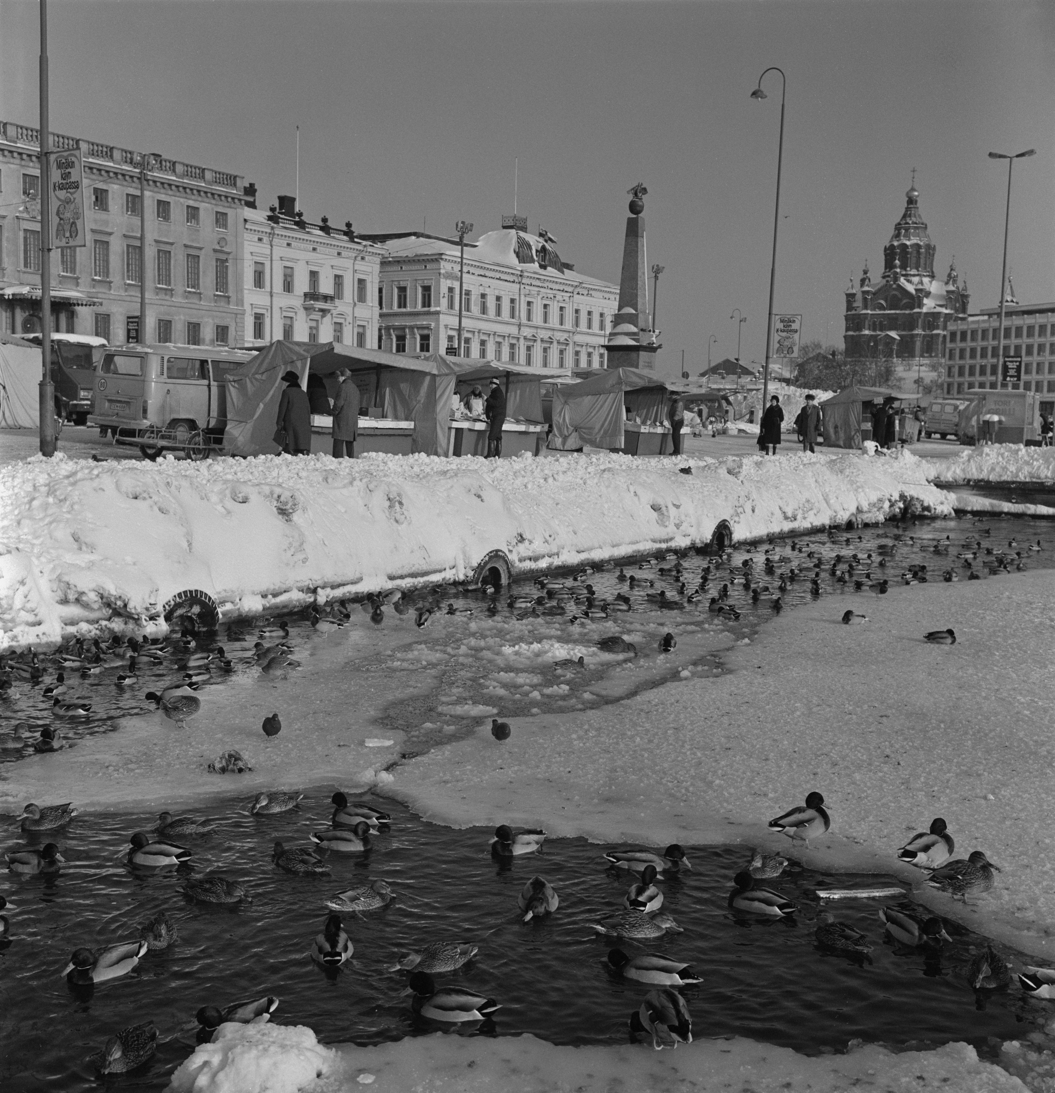 Sorsia talvisessa Kolera-altaassa Eteläsatamassa