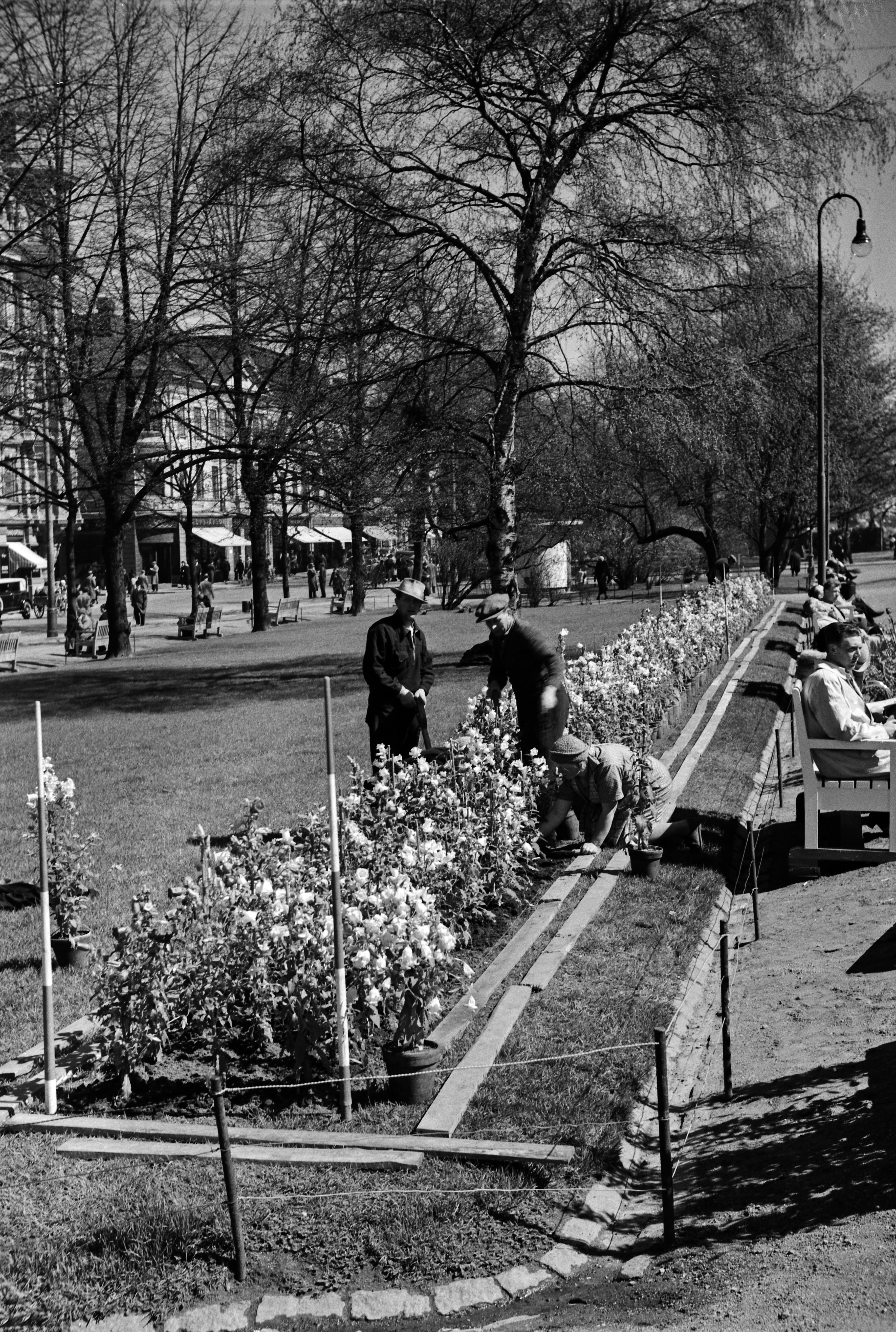 Puistotyöntekijät istuttavat kukkia Runebergin esplanadilla. Oikealla puiden takana lankarullakioski ja Pohjoisesplanadi 23.