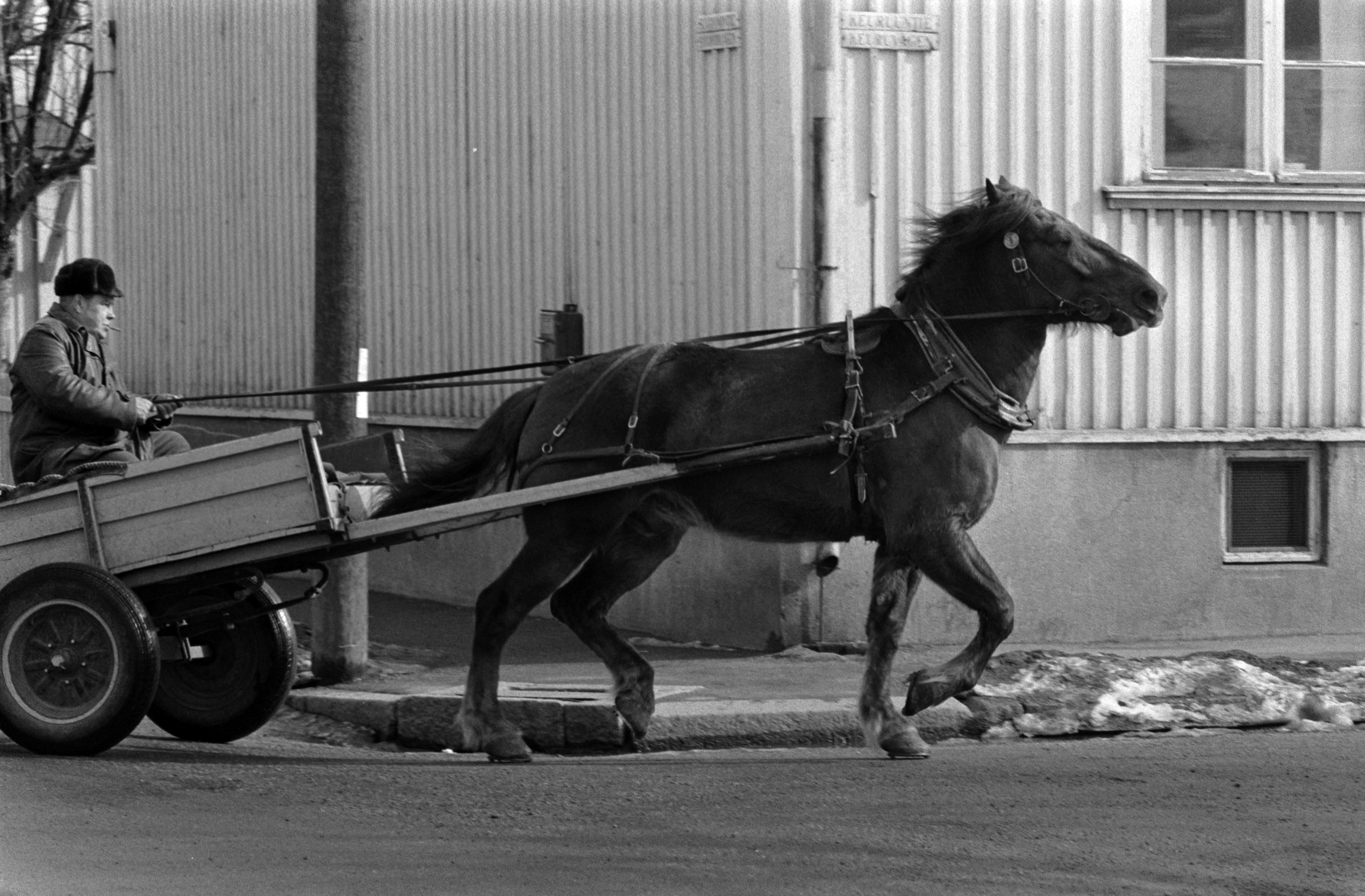Mies ajaa hevoskärryllä Suvannontien ja Keuruuntien kulmassa Puu-Vallilassa.