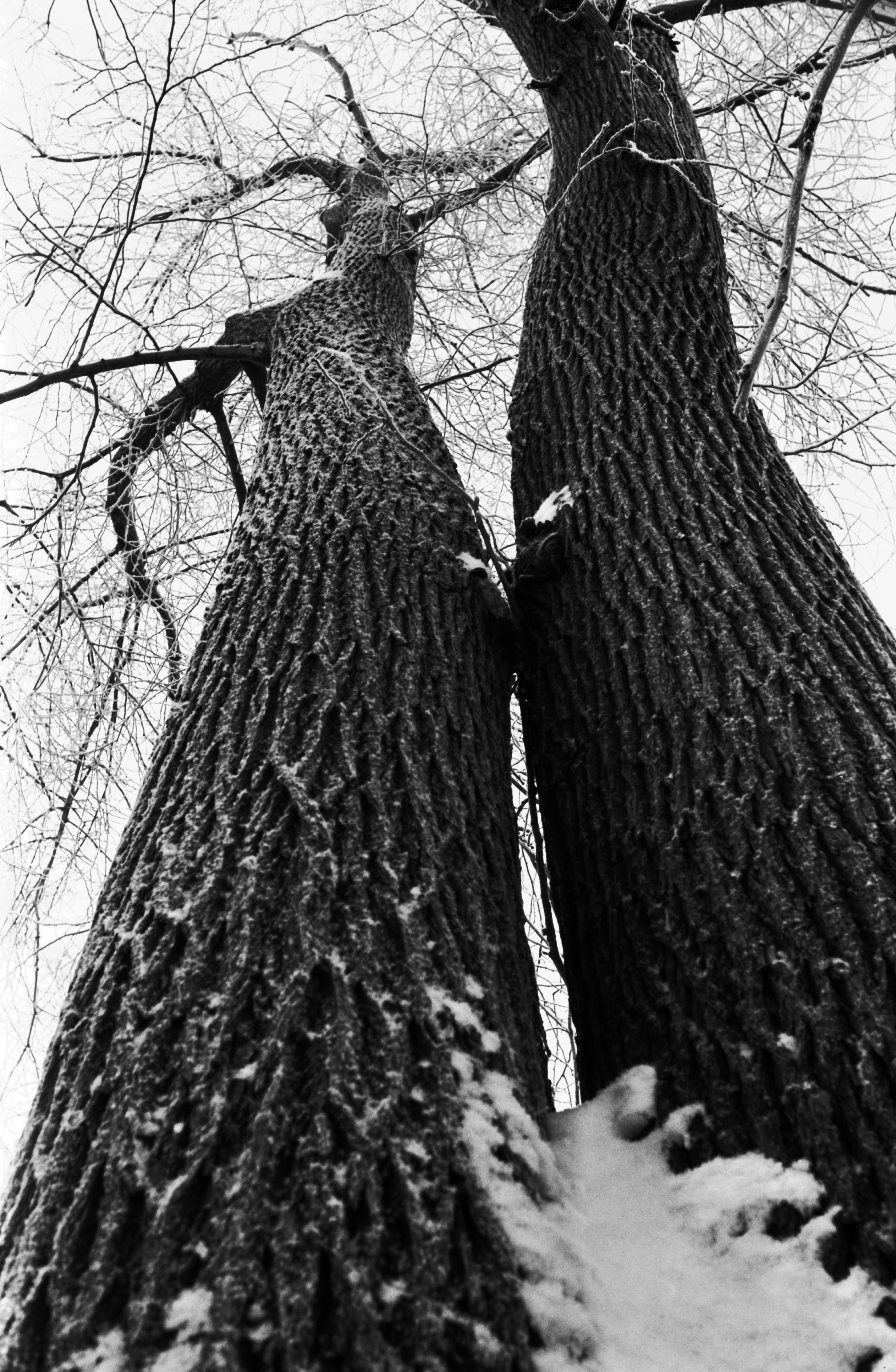 Liisanpuistikko. Luminen, huurteinen kaksihaarainen puunrunko alhaalta latvaan päin kuvattuna Liisanpuistikossa.