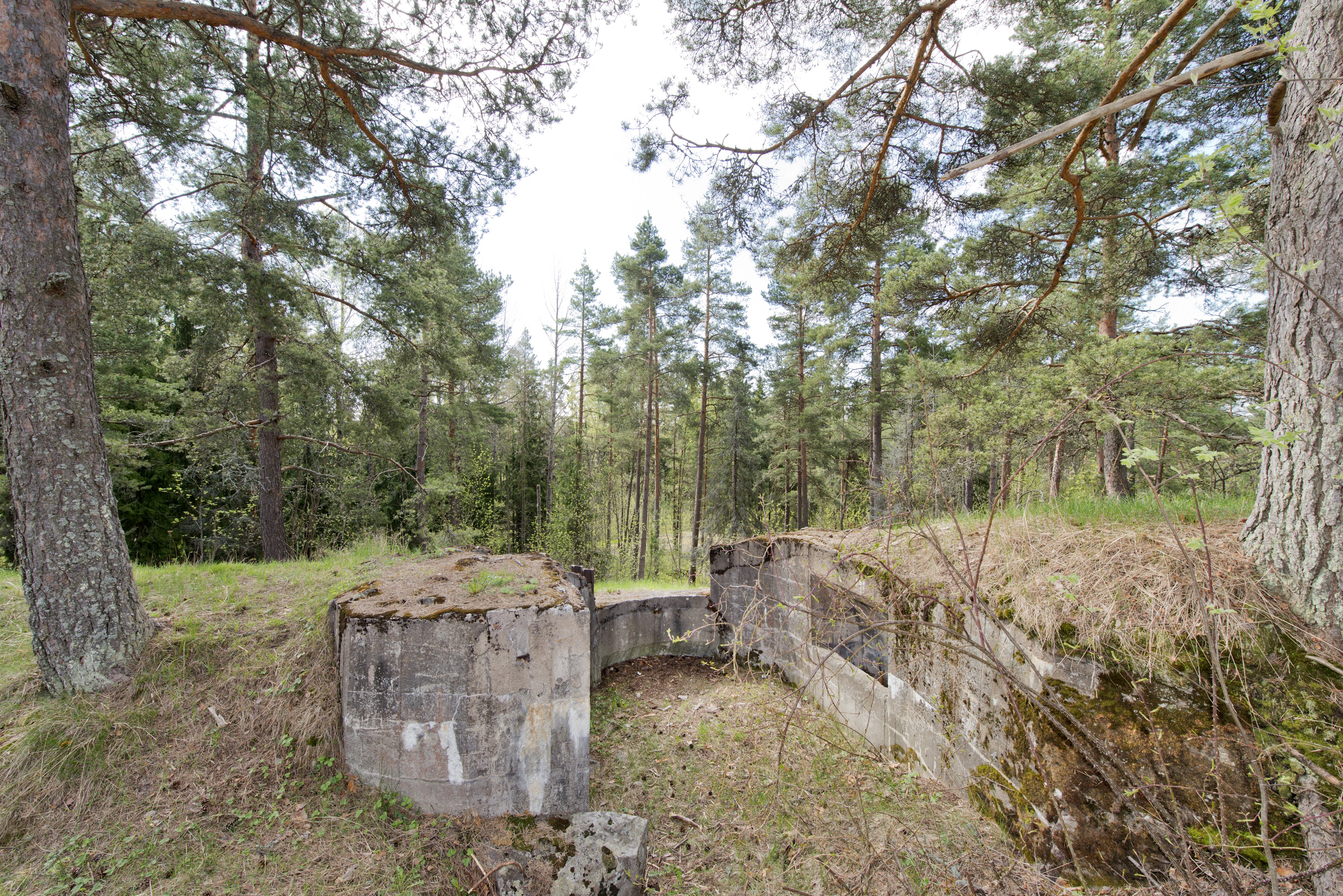 Laajalahti. Ensimmäisen maailmansodan aikainen maalinnoitus, puolustusasema XXXI:4 Laajalahdessa, Espoossa. Kuvassa on betonista rakennettu kaarevaseinäinen konekivääriasema. Aseman katto on jäänyt rakentamatta. Oikealla seinällä on konekiväärin jäähdytysvesisäiliötä varten tehty syvennys. Ampuma-aukon vasemmalla puolella näkyy aseman tukemiseen käytettyjä teräspalkkeja. Ampuma-aukon alapuolella puolestaan erottuu syvennys konekiväärin jaloille. Aseman pohjalla kasvaa ruohoa. Ympäristö on mäntyvaltaista havupuumetsää.