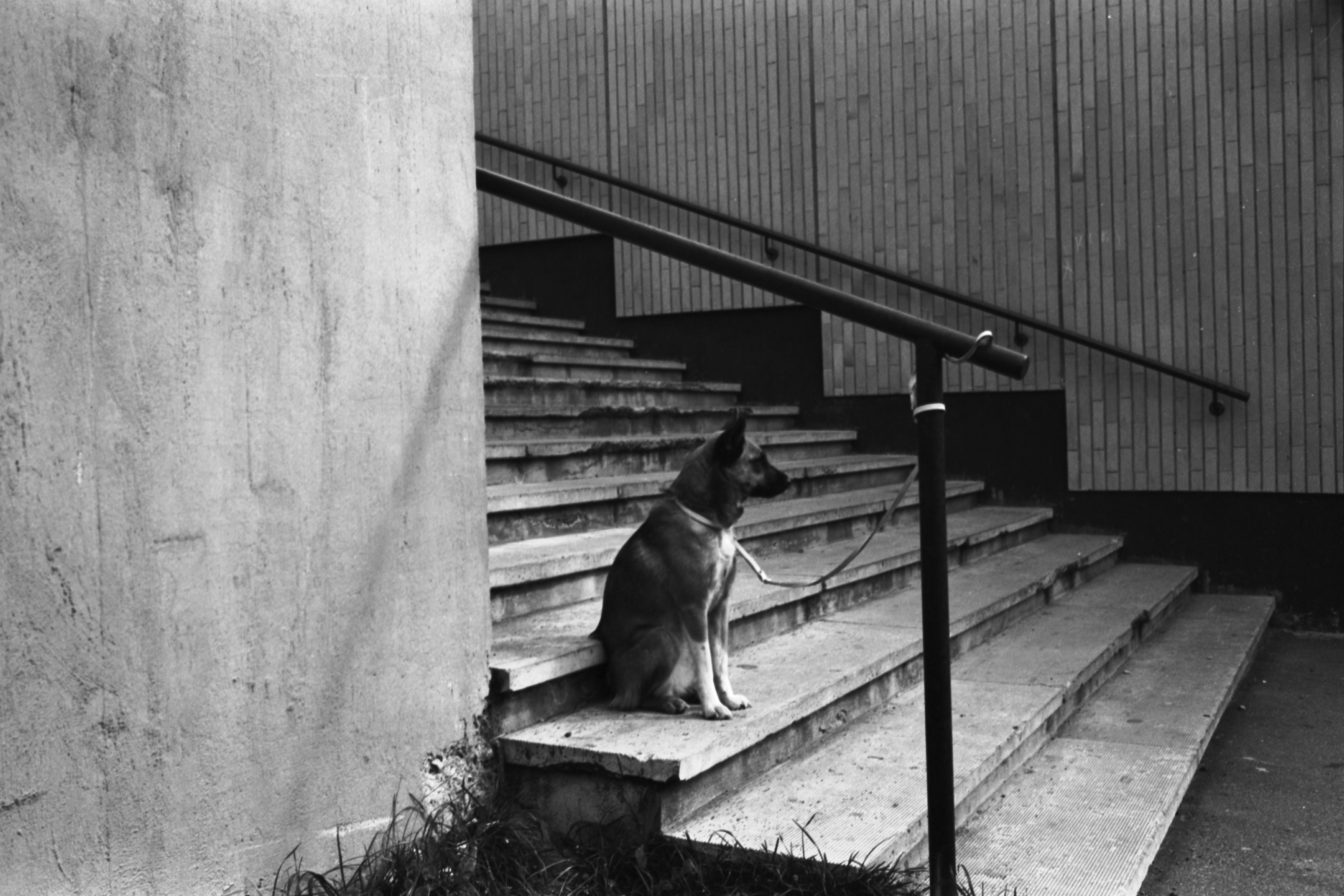 Kontulan ostoskeskus. Kaiteeseen kiinnitetty koira istumassa uimahallille johtavilla portailla Kontulan ostoskeskuksessa.