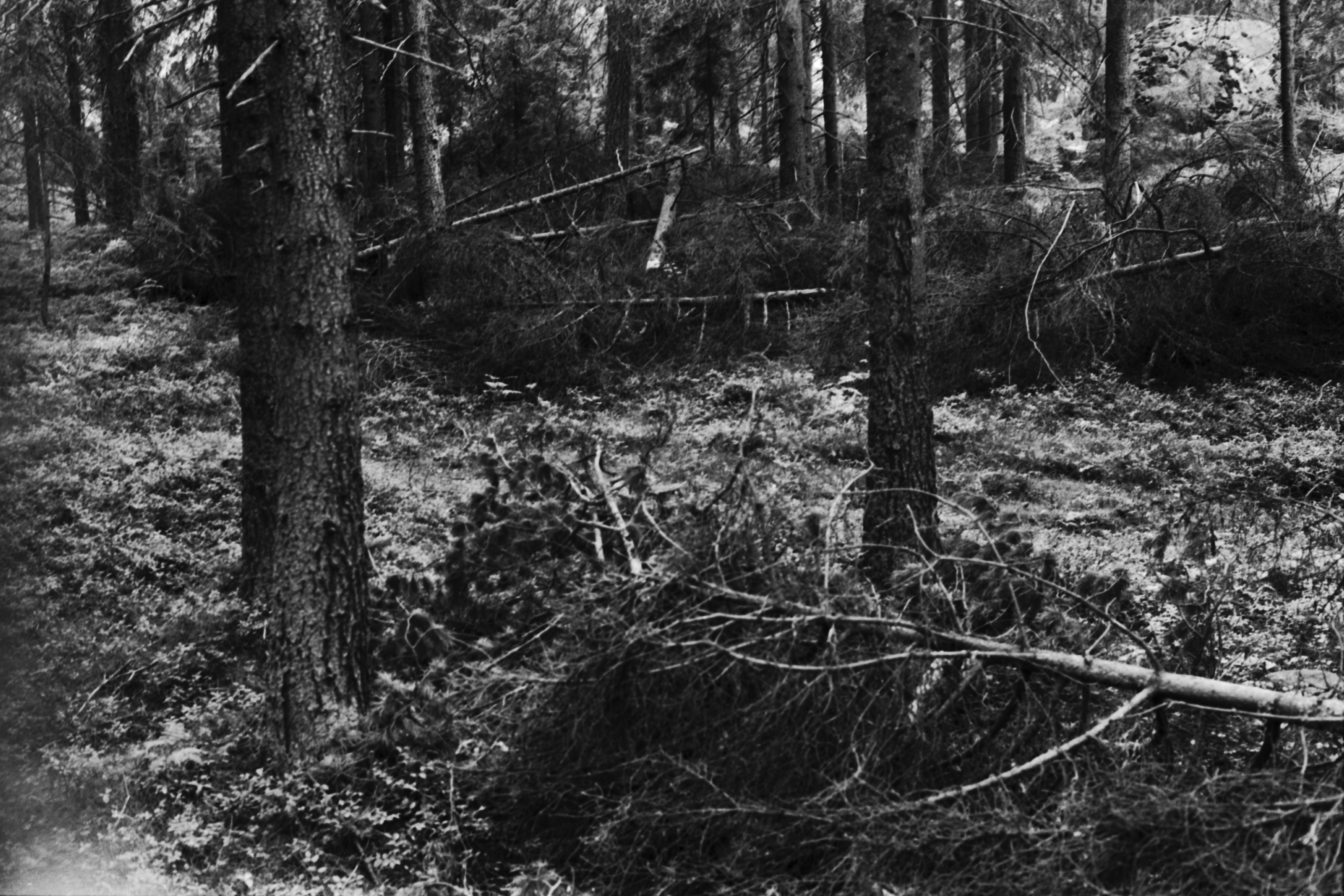 Uutela. Kaadettuja puita ja ryteikköä Uutelan metsässä.