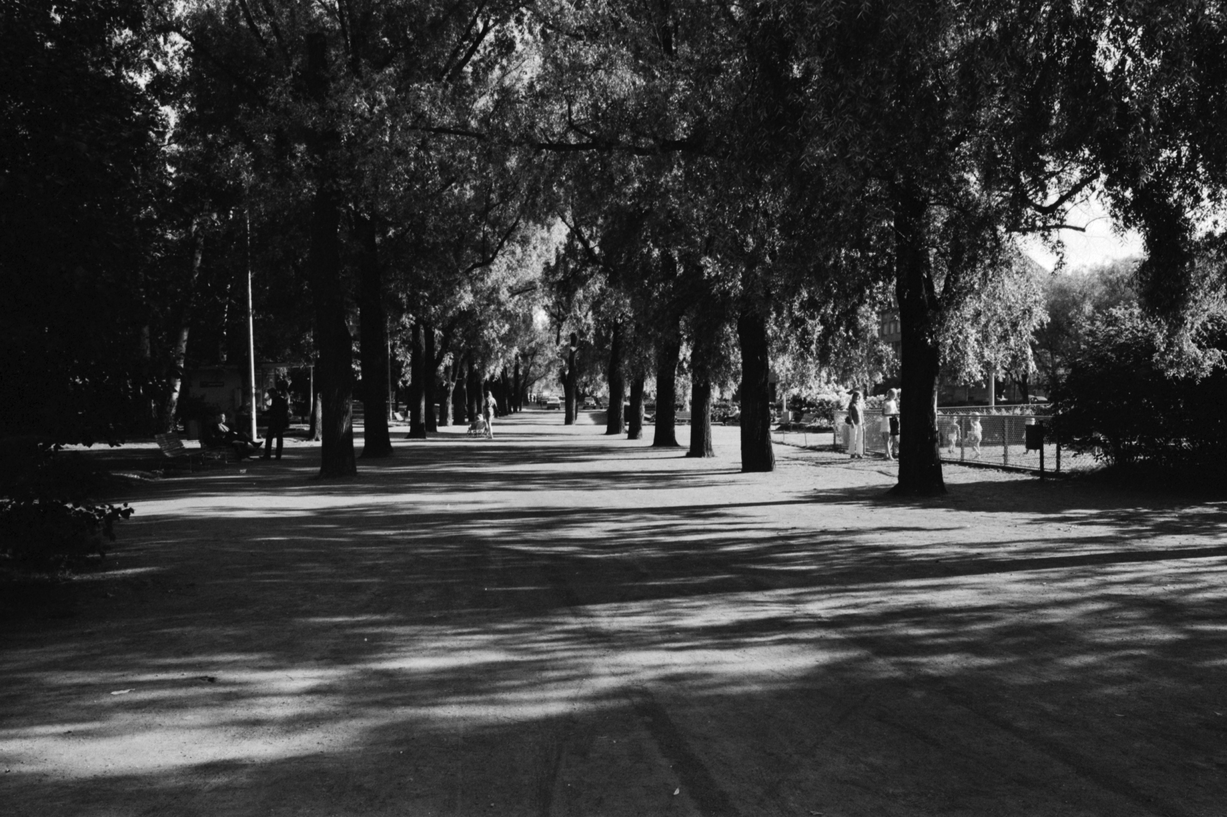 Kaisaniemenpuisto. Näkymä kesäisestä Kaisaniemenpuistosta urheilukentän suunnalta etelään Rautatientorille päin. Vasemmalla hopeapajujen katveessa lippakioski, oikealla aidattu lasten leikkipuisto.