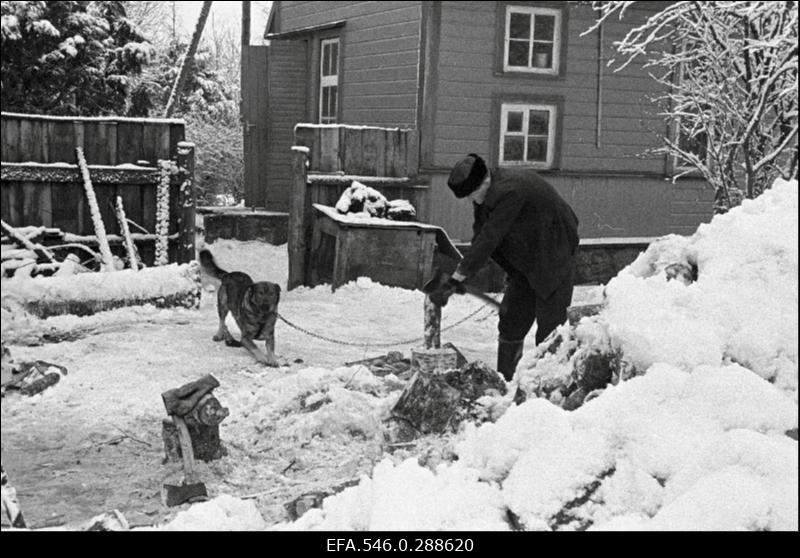 Talv äärelinnas. Küttepuude raiumine koduhoovis.