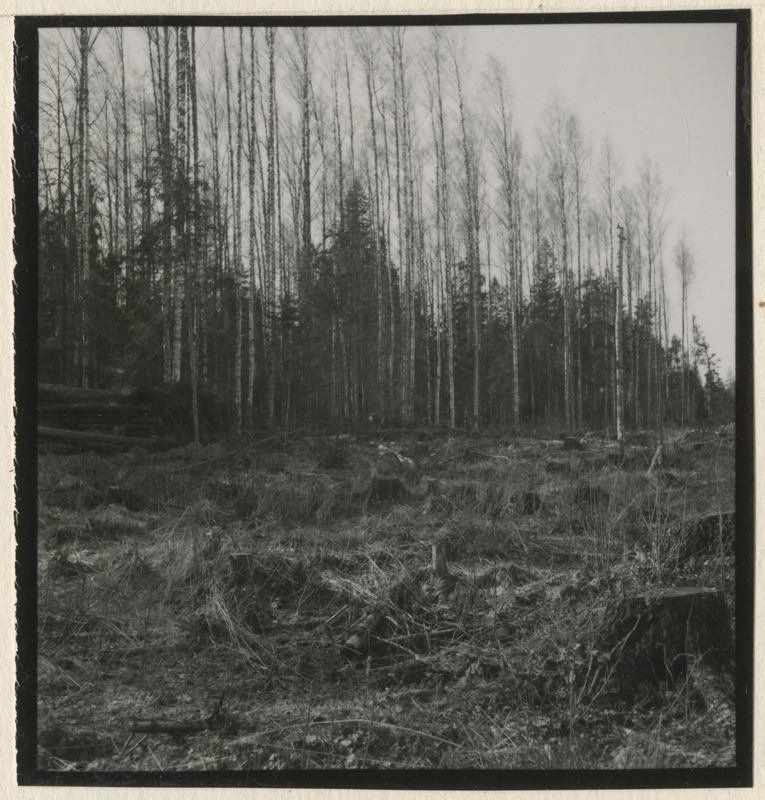 Metsateed ja raielangid metsistul