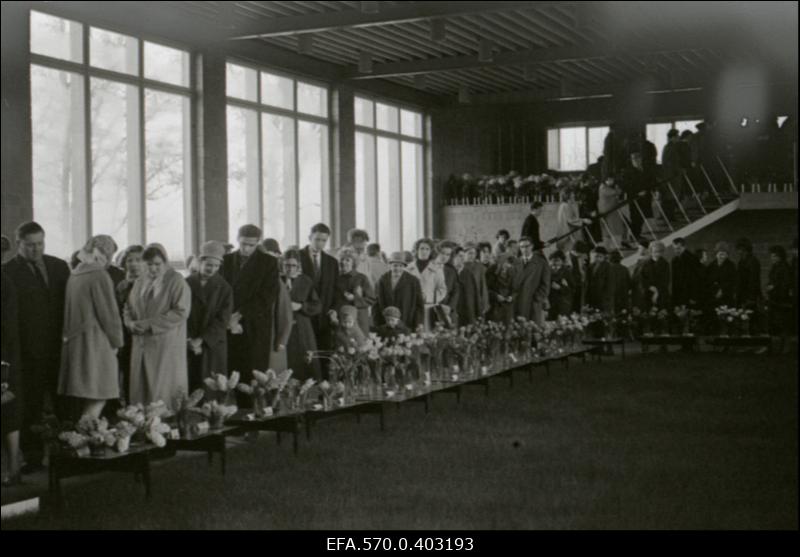 Kevadine lillenäitus Tallinna lillepaviljonis.