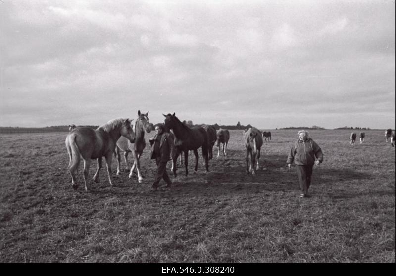 Ed. Vilde nim kolhoos.