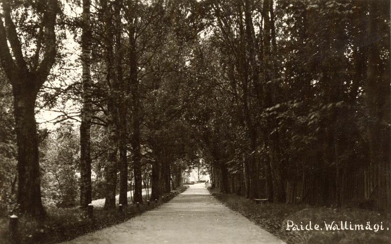 Vaade puiesteele Paide Vallimäel.