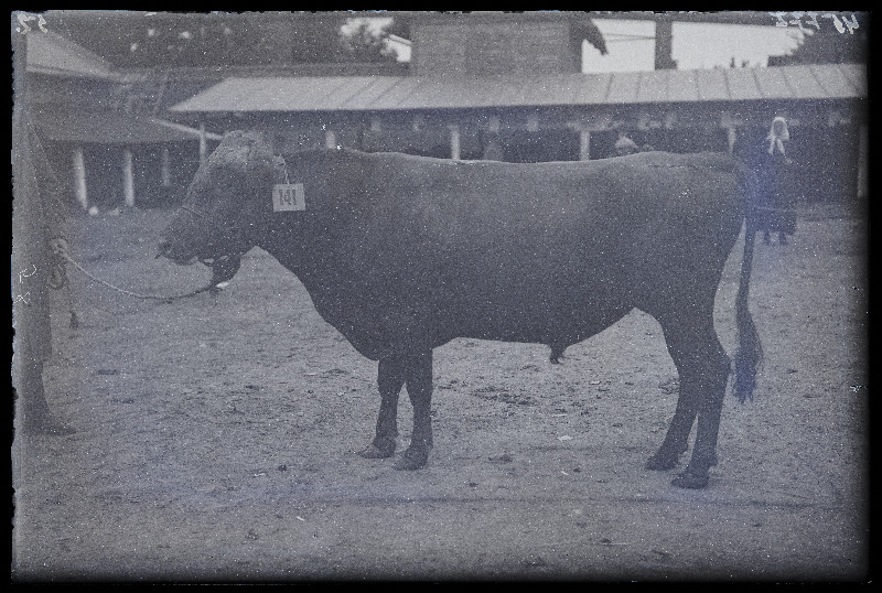 Viljandi Eesti Põllumeeste Seltsi näitus. Veis (141), (negatiiv ilmutatud 27.09.1925).