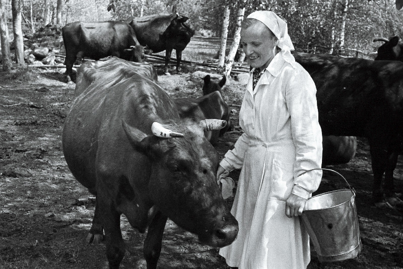 Linda kolhoosi lüpsja-karjatalitaja Linda Toomeoja [Tammoja] oma grupi lehmadega.