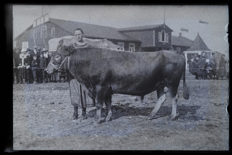 Viljandi Eesti Põllumeeste Seltsi näitus. Veis, (negatiiv ilmutatud 27.10.1924).