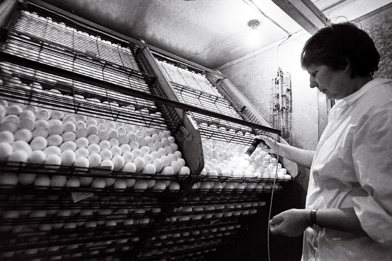 Rakvere rajooni Roela sovhoosi zootehnik Laine Latt.