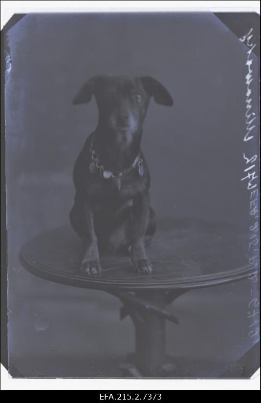 Väike medalitega koer, (foto tellija Minowski [Minowsky]).