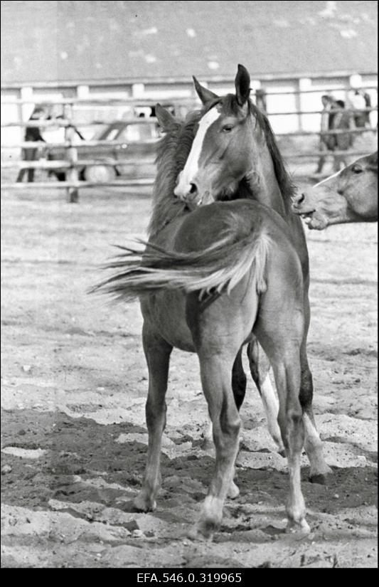 "Rahva Hääle" kolhoos, Hobusekasvatajate päev