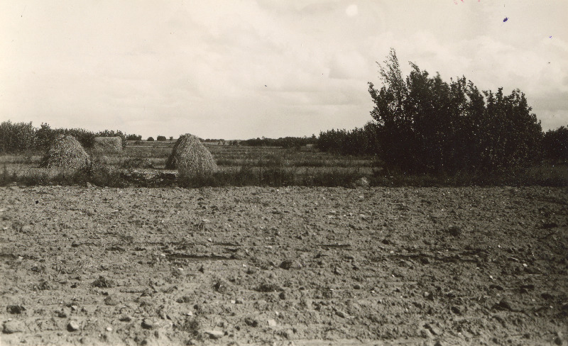 Põllusiilud sarapikkude vahel Võntküla lähedal.